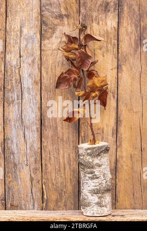 Vaso in legno di betulla con rosa essiccata Foto Stock