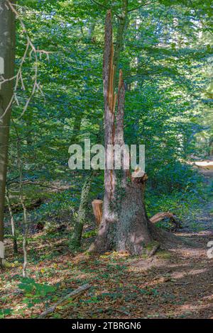 Vecchio albero con danni da tempesta, la storia finisce Foto Stock