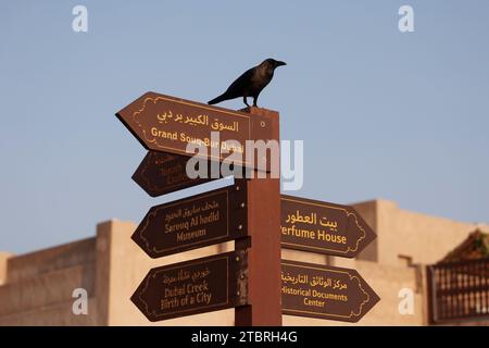 Corvo su un cartello nell'area storica di al Shindagha all'alba, Dubai, Emirati Arabi Uniti. Foto Stock