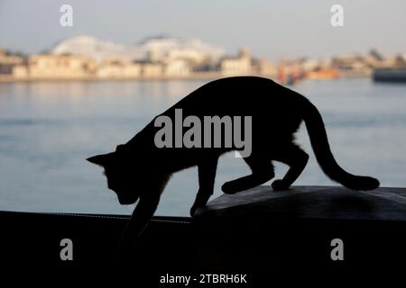 Silhouette di gatto nero seduta all'ombra su un muro a Bur Dubai , Dubai, Emirati Arabi Uniti. Foto Stock