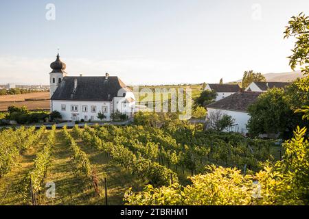 Freigut Thallern, nota anche come Stiftsweingut Heiligenkreuz, cantina dell'abbazia di Heiligenkreuz, Thallern, Gumpoldskirchen, bassa Austria, Austria, Europa Foto Stock