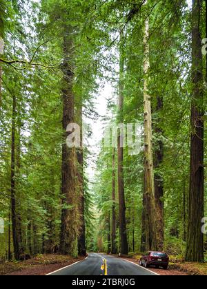 The Avenue of the Giants, Humboldt Redwoods State Park, California, USA, Foto Stock