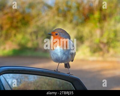 Robin erithacus rubecula sullo specchio retrovisore nel parcheggio RSPB a Titchwell Norfolk Foto Stock