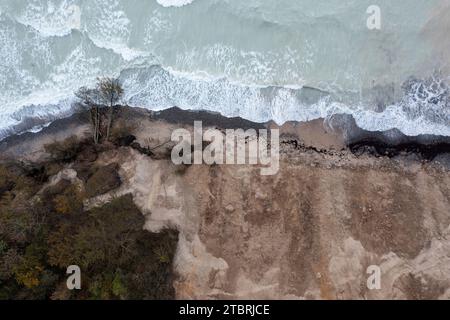 Albero caduto vicino alle scogliere di Möns Klint, surf del Mar Baltico, isola di Mön, Danimarca Foto Stock