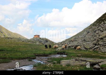 Percorso suggestivo del torrente Seebach sul sentiero escursionistico fino a Hundstaller SEE (2289 m), pecore di montagna che pascolano in pace, tour escursionistico vicino a Inzing, i Foto Stock