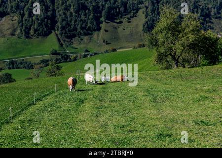 Mucche sul pascolo montano, Fröstlberg nella valle del Rauris, Rauris, Pinzgau, Salzburger Land, Austria Foto Stock