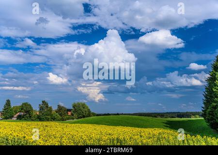 Germania, Baviera, Tölzer Land, Egling, distretto di Endlhausen, campo di girasole Foto Stock