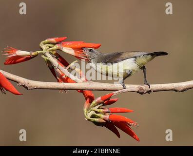 Il sunbird è un sunbird endemico del subcontinente indiano. Come altri uccelli solari, sono di piccole dimensioni, nutrendosi principalmente di nettare, ma a volte assumono insetti, in particolare quando si nutrono di giovani. Possono sorvolare per brevi periodi, ma di solito si aprono per lappare il nettare dai fiori. Questa immagine è una femmina sunbird con arbusti viola Foto Stock