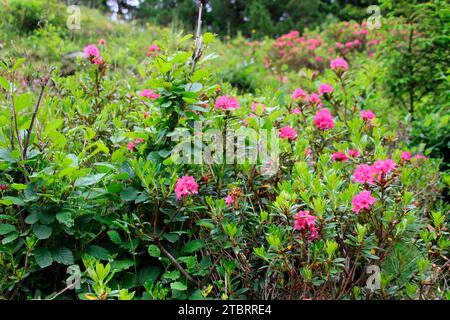 Rose alpine, roseto alpino (Rhododendron ferrugineum) ai margini del sentiero in un'escursione alla Außermelang-Alm nel Wattener Lizum, Wattens, Walchen, Tirolo, Austria, Europa Foto Stock