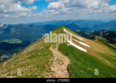 Escursione estiva al Rofanspitze, cresta sommitale, crinale montano con fiori di troll (Trollius europaeus) sullo sfondo il villaggio di Steinberg, e sulla t Foto Stock