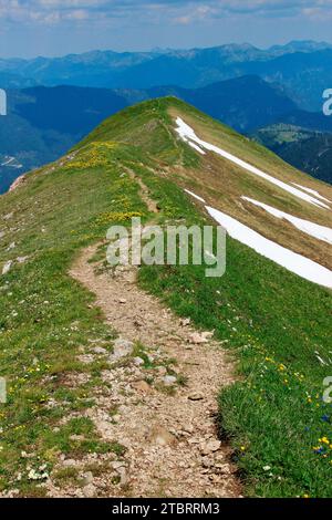 Escursione estiva su un sentiero da sogno per Rofanspitze, crinale sommitale, crinale montano con fiori di troll (Trollius europaeus) e vecchi campi di neve, umore nuvoloso, A Foto Stock