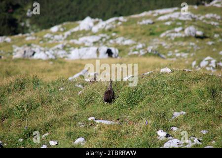 Ptarmigan roccioso (Lagopus muta) sul Pleisenspitze (2569 m) in piena estate, bel tempo, Scharnitz, Tirolo, Austria Foto Stock