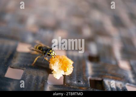 WASP con briciole di torta a Krapperup, Svezia Foto Stock