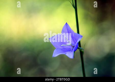 Europa, Germania, Assia, Parco naturale Lahn-Dill-Bergland, Campanula rotundifolia Foto Stock