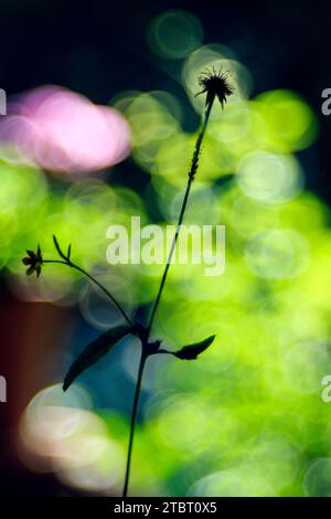 Europa, Germania, Assia, Waldecker Land, Parco Nazionale di Kellerwald-Edersee, piantare steli contro la luce Foto Stock