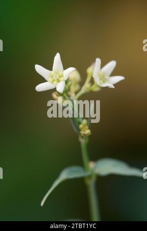 Erba di rondine bianca (Vincetoxicum hirundinaria), fiori, Germania Foto Stock