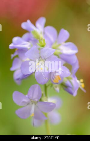 Scala blu del cielo (Polemonium caeruleum), fiori, Germania Foto Stock