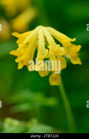 Coridalis giallo (Pseudofumaria lutea), fiori, Renania settentrionale-Vestfalia, Germania Foto Stock