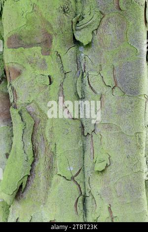 Cotogna di pere Bereczki (Cydonia oblonga), corteccia di alberi Foto Stock