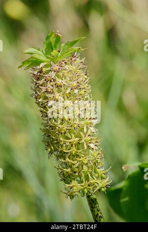 Giglio crestato (Eucomis comosa), infiorescenza, presenza in Africa Foto Stock