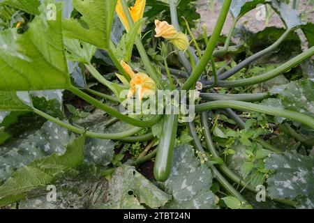 Zucchine (Cucurbita pepo subsp. pepo convar. giromontiina), fiori e frutta Foto Stock