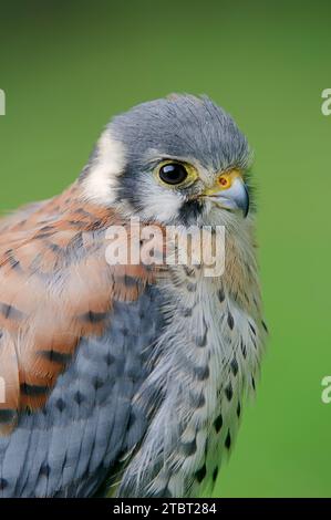 Gheppio americano (Falco sparverius), maschio, ritratto Foto Stock