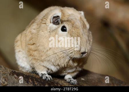 Gundi (Ctenodactylus gundi), presenza in Nord Africa Foto Stock