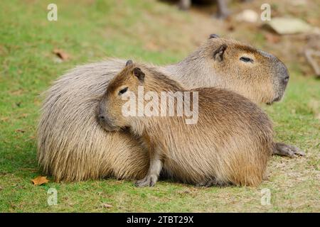 Capybara o capybara (Hydrochoerus hydrochaeris), femmina con giovani, presente in Sud America Foto Stock