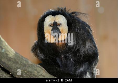 saki dalla testa bianca o saki dalla testa pallida (Pithecia pithecia), maschio Foto Stock