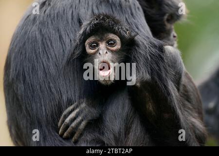 Scimmia ragno con testa nera (Ateles fusciceps rufiventris, Ateles fusciceps robustus) Foto Stock