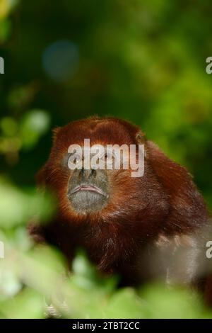 Scimmia urlatrice rossa (Alouatta seniculus) Foto Stock