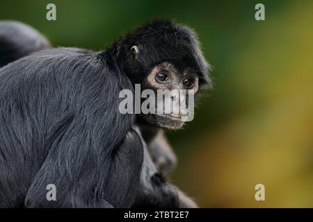 Scimmia ragno con testa nera (Ateles fusciceps rufiventris, Ateles fusciceps robustus) Foto Stock