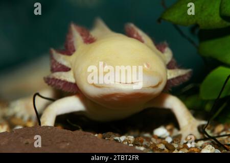 Axolotl (Ambystoma mexicanum), specie in via di estinzione, presenza in Messico Foto Stock