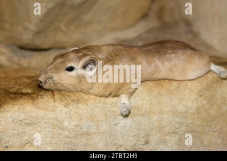 Gundi (Ctenodactylus gundi) giacente su una pietra, presente in Nord Africa Foto Stock