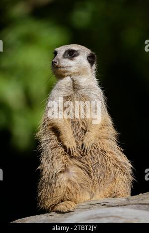 Meerkat o suricata (Suricata suricatta) Foto Stock