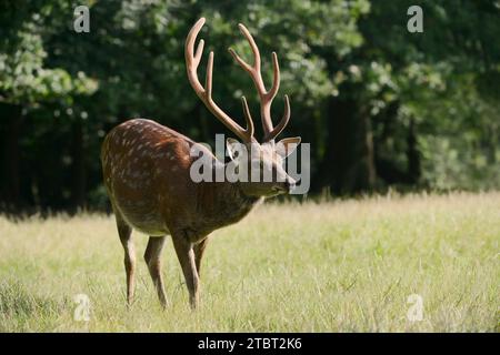 Cervo Dybowski sika (Cervus nippon hortulorum) con corna di velluto Foto Stock