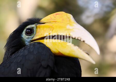 Fiocchi di manna stropicciati (Rhabdotorrhinus corrugatus), femmina Foto Stock