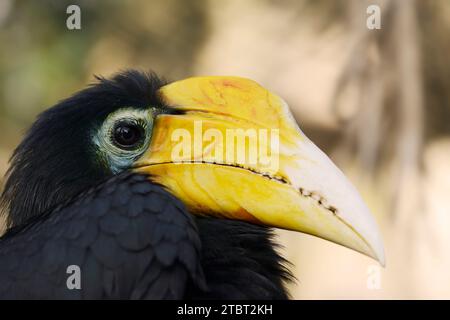 Fiocchi di manna stropicciati (Rhabdotorrhinus corrugatus), femmina Foto Stock