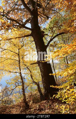 Quercia inglese (Quercus robur) in autunno, foresta di Arnsberg, Sauerland, Renania settentrionale-Vestfalia, Germania Foto Stock