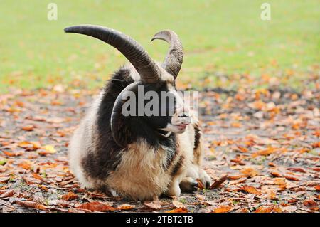 Pecore a quattro corna (Ovis ammon F. aries), ariete in autunno, Renania settentrionale-Vestfalia, Germania Foto Stock