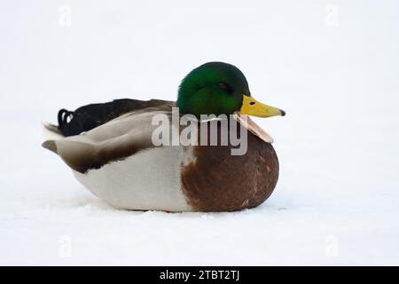 Mallard (Anas platyrhynchos), drake in inverno, Sassonia, Germania Foto Stock