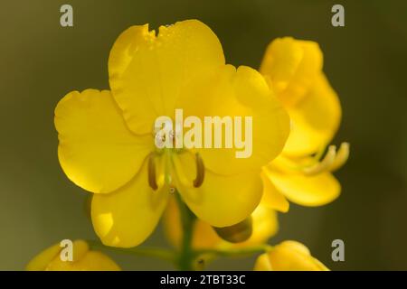 senna argentina (Senna corymbosa), fiore Foto Stock