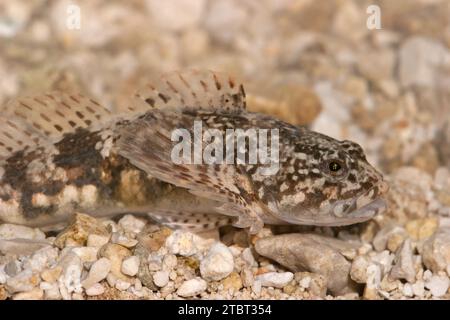 Cottus poecilopus Alpine bullhead Foto Stock