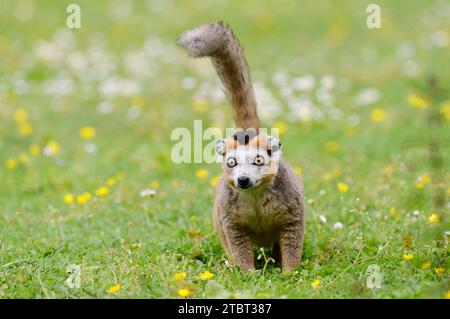 Lemure coronato (Eulemur coronatus), maschio, trovato in Madagascar Foto Stock