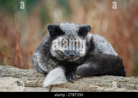 Volpe rossa, fase d'argento o volpe d'argento (Vulpes vulpes) adagiate su un tronco d'albero in autunno Foto Stock