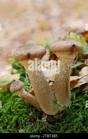 Allimash comune (Armillaria ostoyae), Renania settentrionale-Vestfalia, Germania Foto Stock