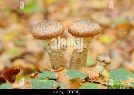 Allimash comune (Armillaria ostoyae), Renania settentrionale-Vestfalia, Germania Foto Stock