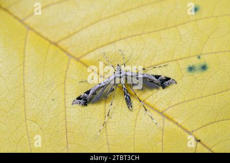 Falena di piume (Amblyptilia acanthadactyla), Renania settentrionale-Vestfalia, Germania Foto Stock