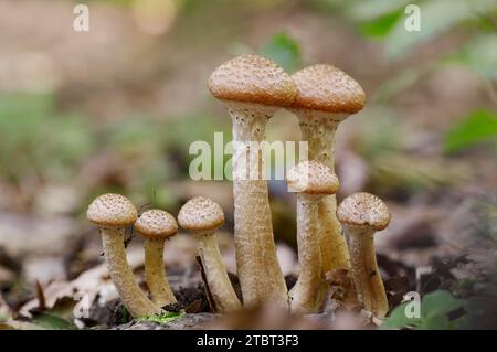 Allimash comune (Armillaria ostoyae), Renania settentrionale-Vestfalia, Germania Foto Stock