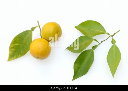 Arancia amara o arancia amara (Citrus aurantium), frutta e foglie Foto Stock